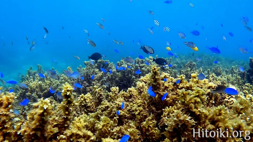沖縄のシュノーケリングスポット大浦湾