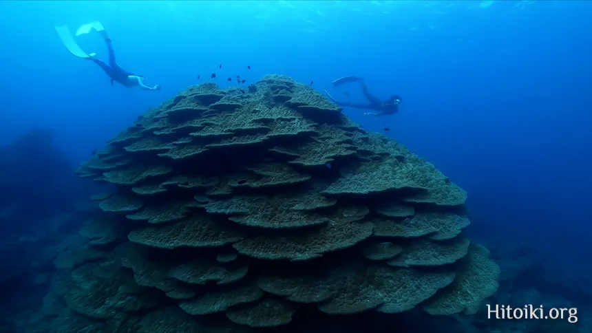 大浦湾のハマサンゴ