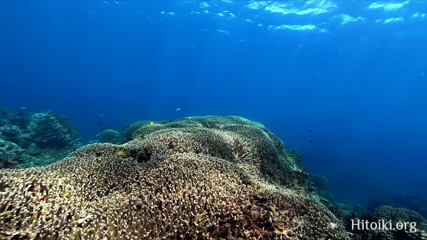 大浦湾のハマサンゴ