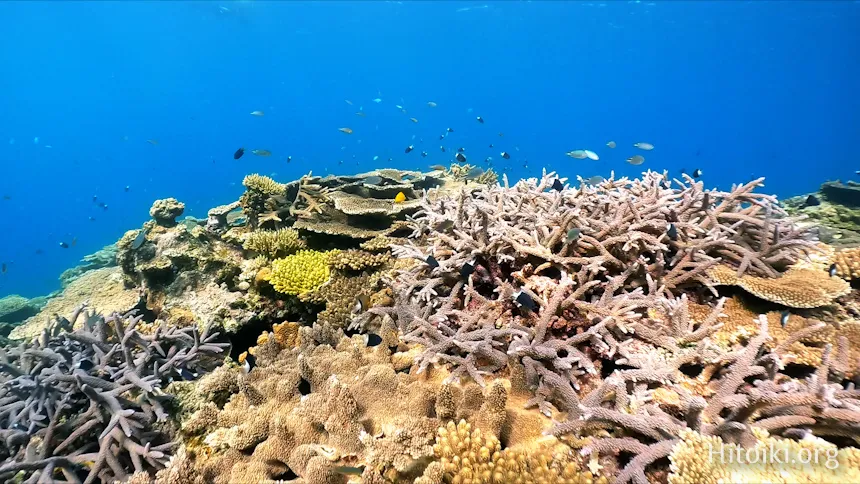 大浦湾のミドリイシ系のサンゴ