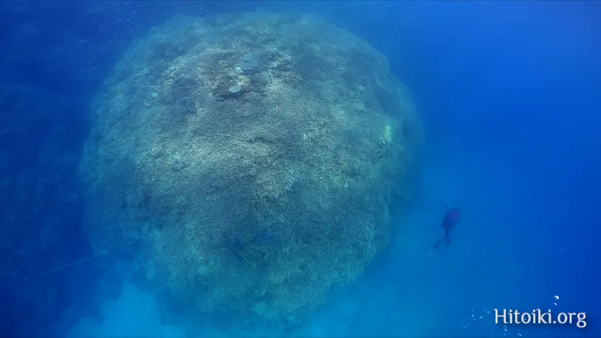 大浦湾のミドリイシ系のサンゴ