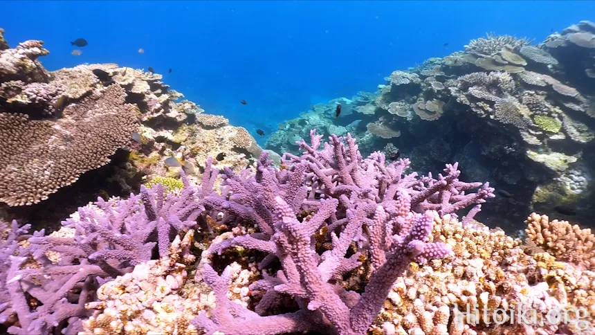 崎山ウサバマビーチのサンゴ