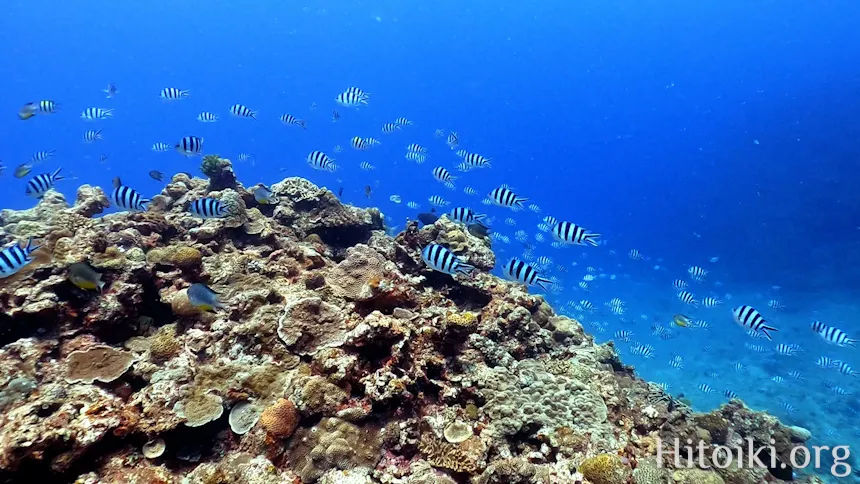 瀬名波海岸