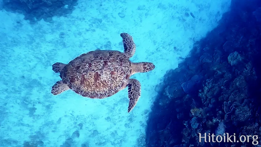 瀬名波海岸