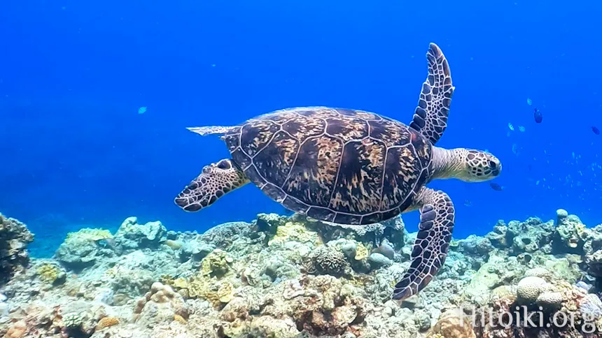 瀬名波海岸