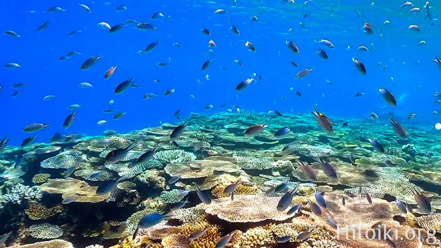 瀬名波海岸