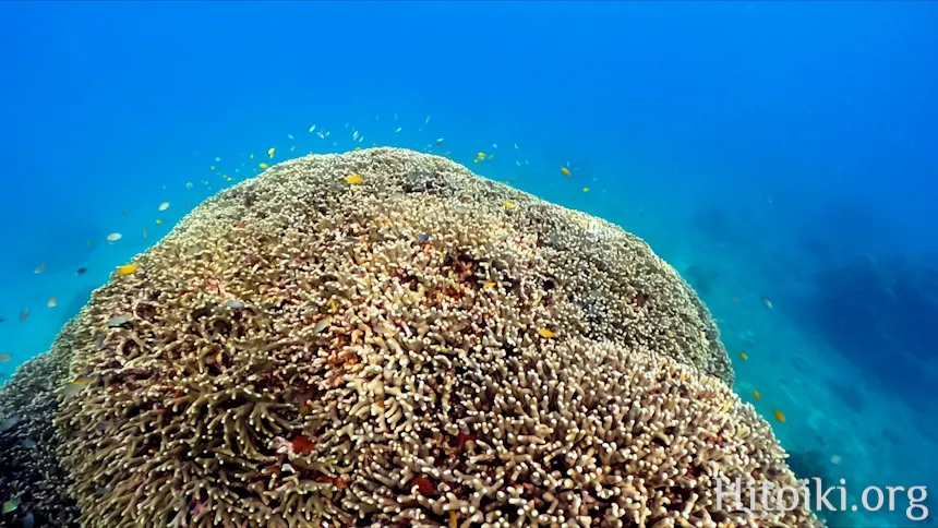 瀬名波海岸