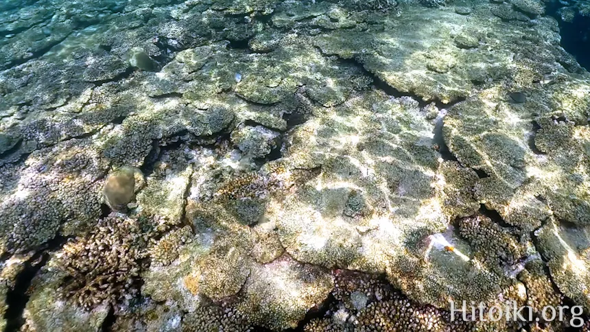 シュノーケリングスポット謝敷の浜