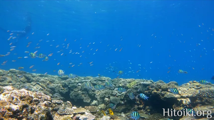 シュノーケリングスポット謝敷の浜