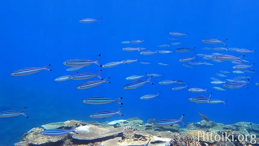 シュノーケリングスポット謝敷の浜