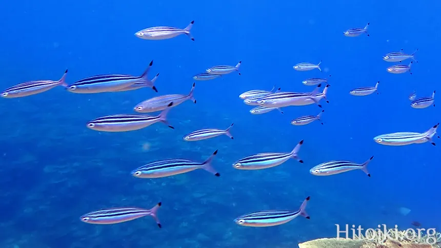 シュノーケリングスポット謝敷の浜