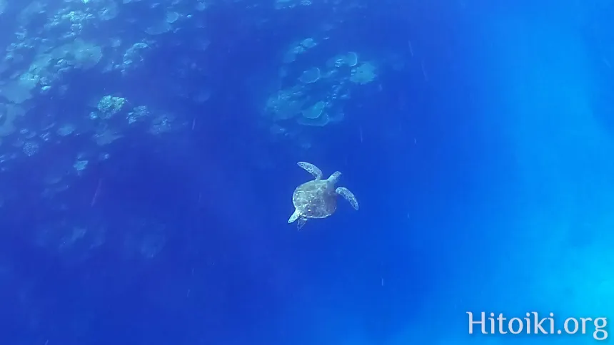 シュノーケリングスポット謝敷の浜