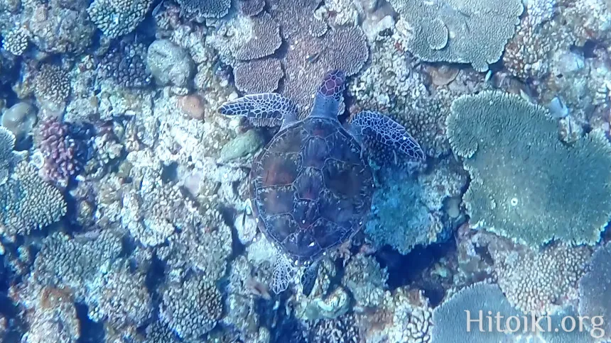 シュノーケリングスポット謝敷の浜