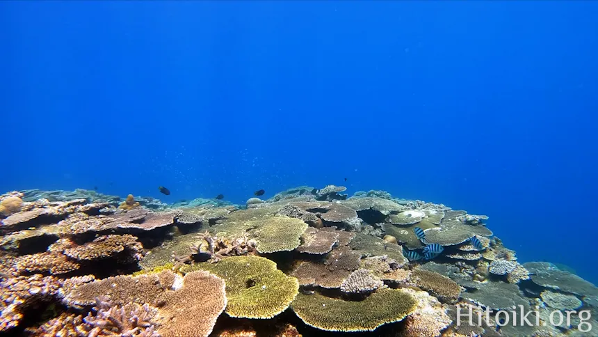 シュノーケリングスポット謝敷の浜