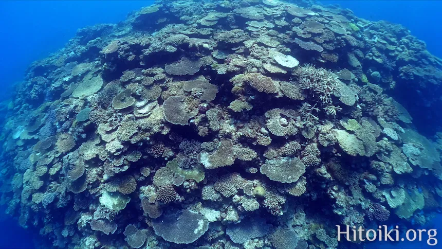 シュノーケリングスポット謝敷の浜