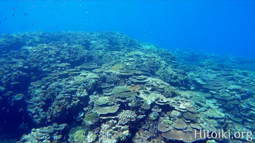 シュノーケリングスポット謝敷の浜