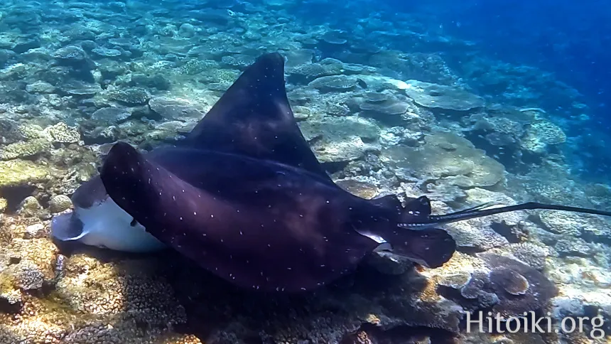 シュノーケリングスポット謝敷の浜