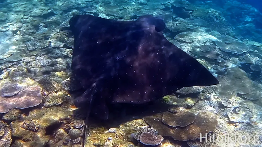 シュノーケリングスポット謝敷の浜