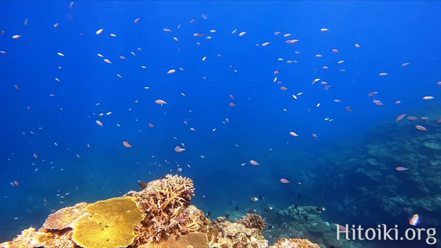 シュノーケリングスポット謝敷の浜