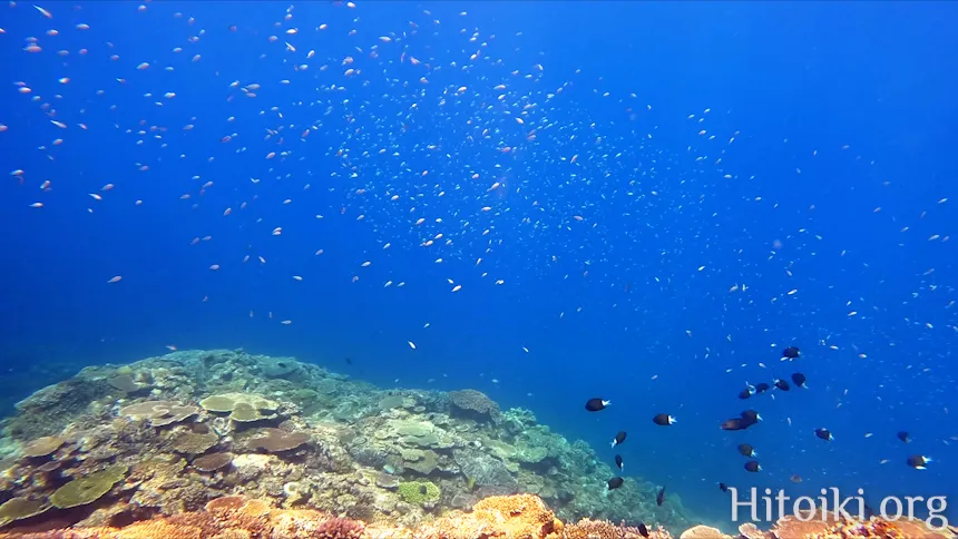 シュノーケリングスポット謝敷の浜