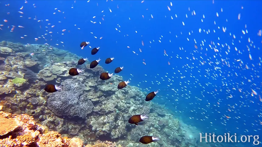 シュノーケリングスポット謝敷の浜