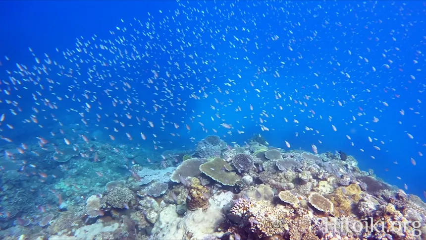 シュノーケリングスポット謝敷の浜