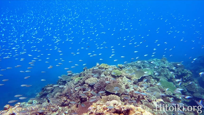 シュノーケリングスポット謝敷の浜