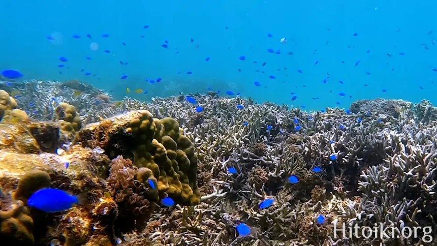 シュノーケリングスポット謝敷の浜
