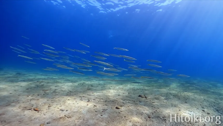 シュノーケリングスポット謝敷の浜
