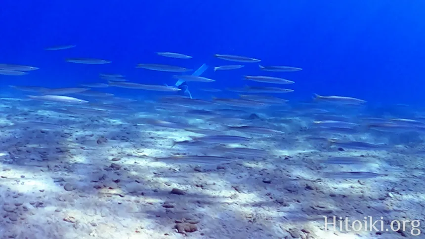 シュノーケリングスポット謝敷の浜