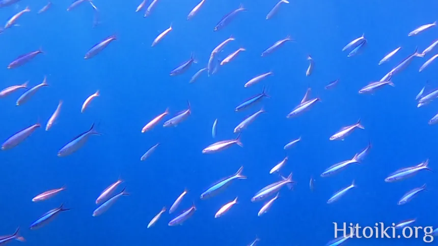 シュノーケリングスポット謝敷の浜