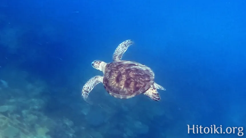 シュノーケリングスポット謝敷の浜
