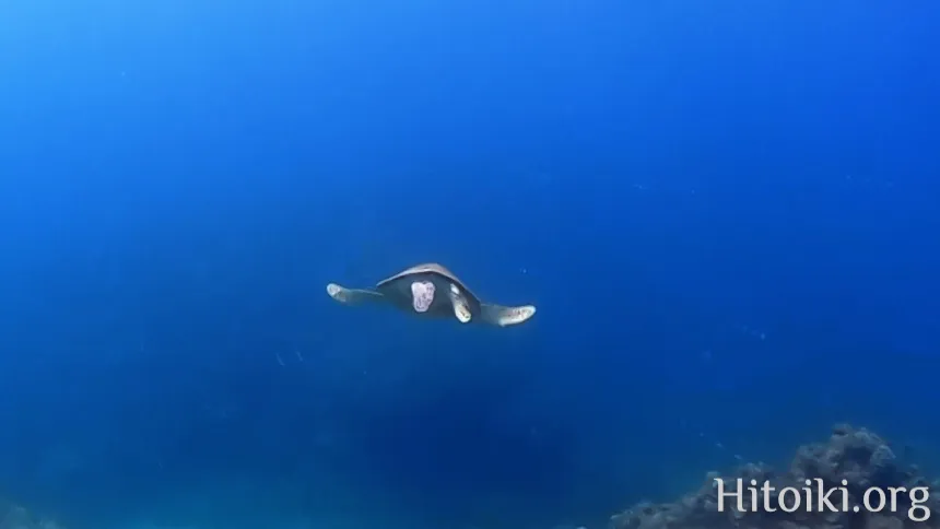 シュノーケリングスポット謝敷の浜
