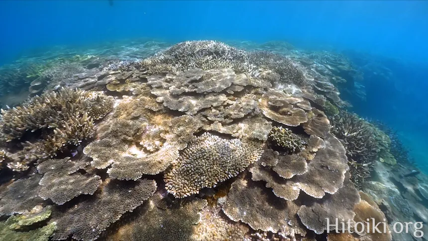 シュノーケリングスポット謝敷の浜
