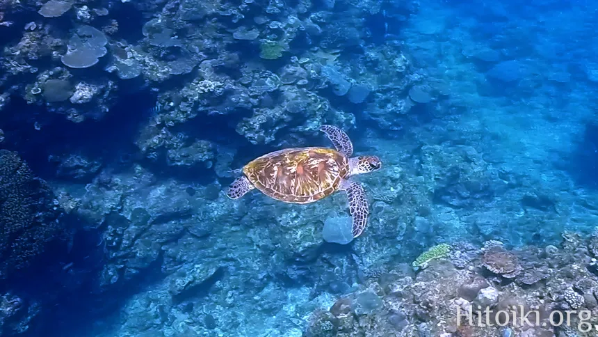 今帰仁総合運動公園村民の浜のウミガメ