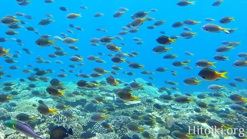 今帰仁総合運動公園村民の浜のキホシスズメダイ