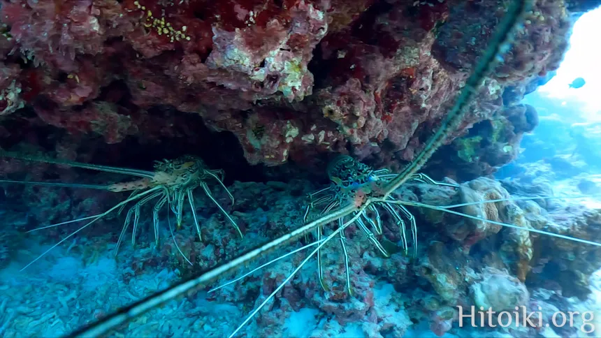 谷茶海岸