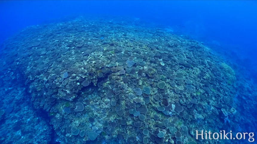 谷茶海岸