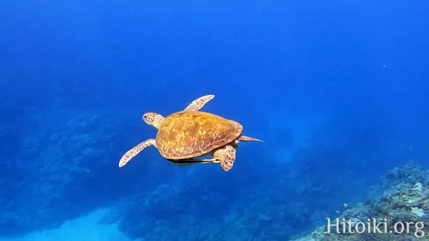 谷茶海岸