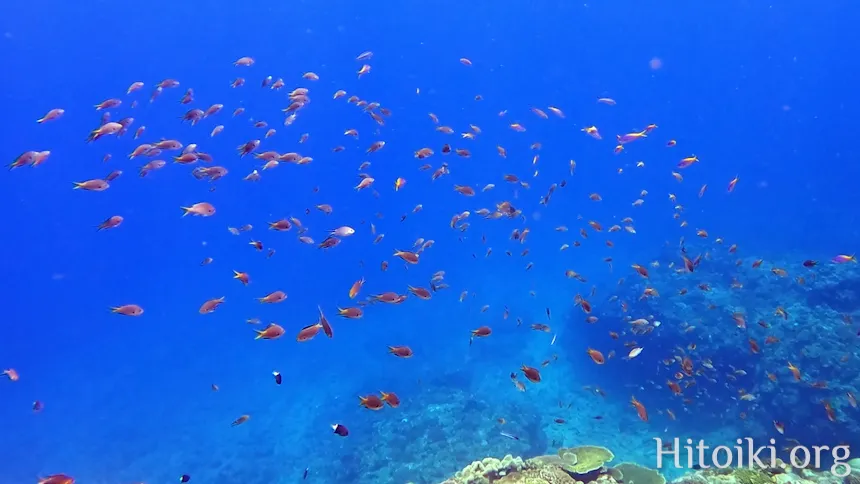 シュノーケリングスポット宇佐浜ビーチ
