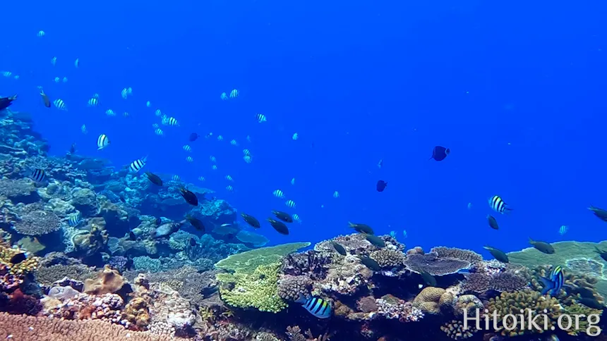 シュノーケリングスポット宇佐浜ビーチ