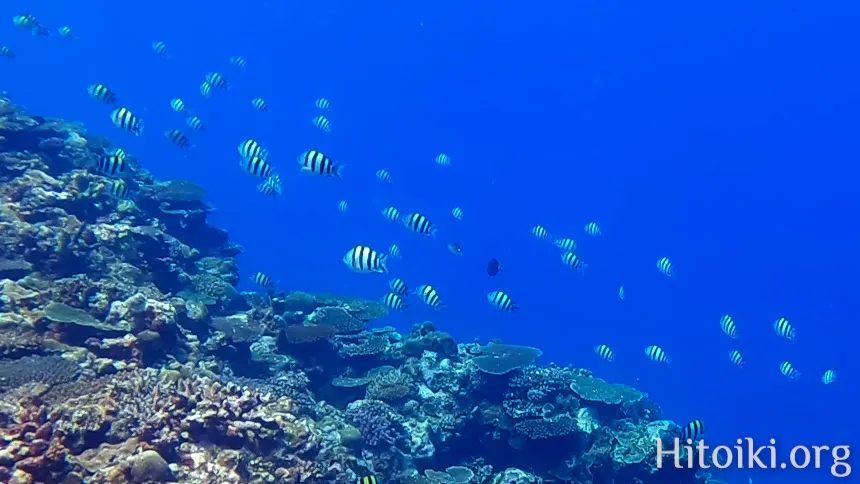シュノーケリングスポット宇佐浜ビーチ