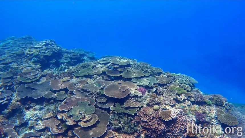 シュノーケリングスポット宇佐浜ビーチ