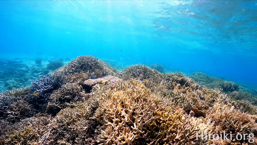 山田ポイントの天然サンゴ
