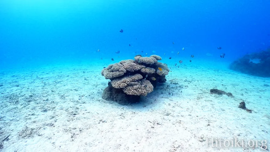 山田ポイントの天然サンゴ