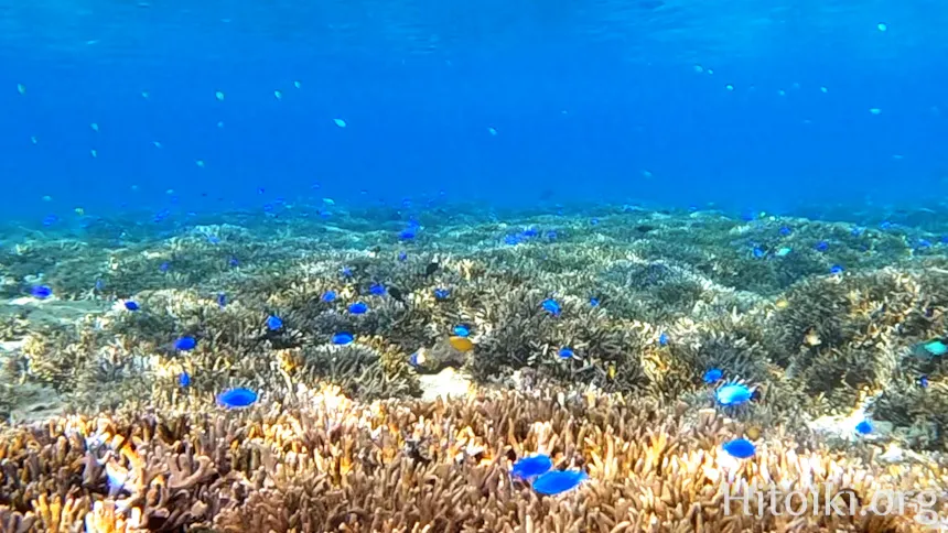 ヨウ島／宜志富島