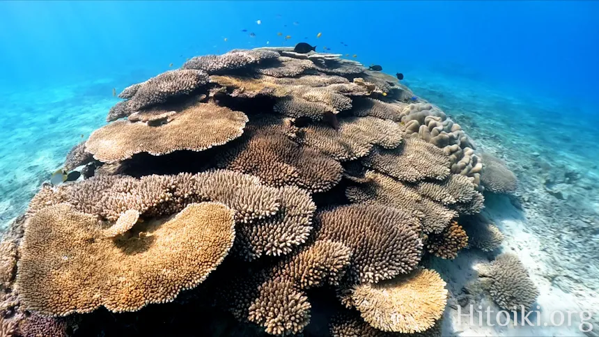 ヨウ島／宜志富島