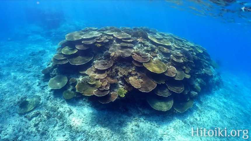 ヨウ島／宜志富島