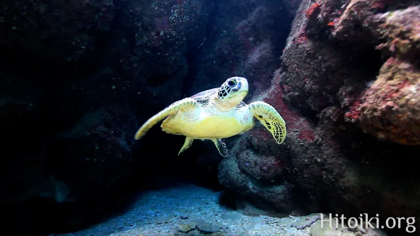 シュノーケリングスポット与那トンネル