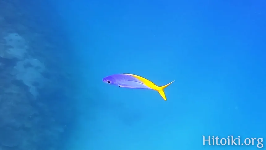シュノーケリングスポット与那トンネル
